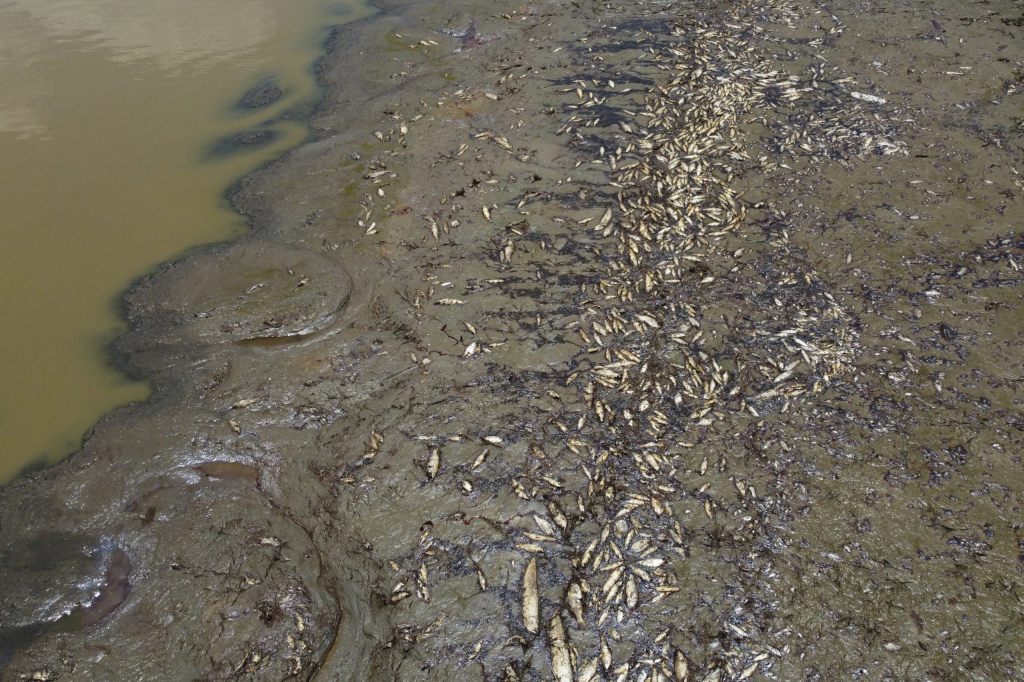 Massensterben im Amazonas: Über 100 tote Flussdelfine gefunden
