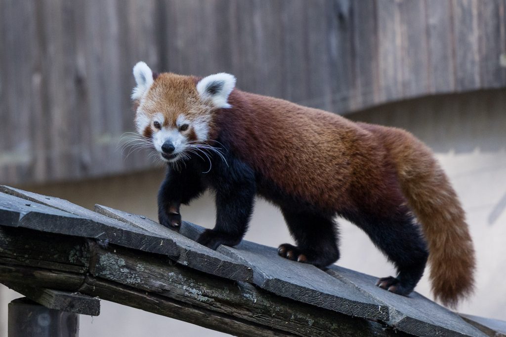 Roter Panda – Zoo Berlin