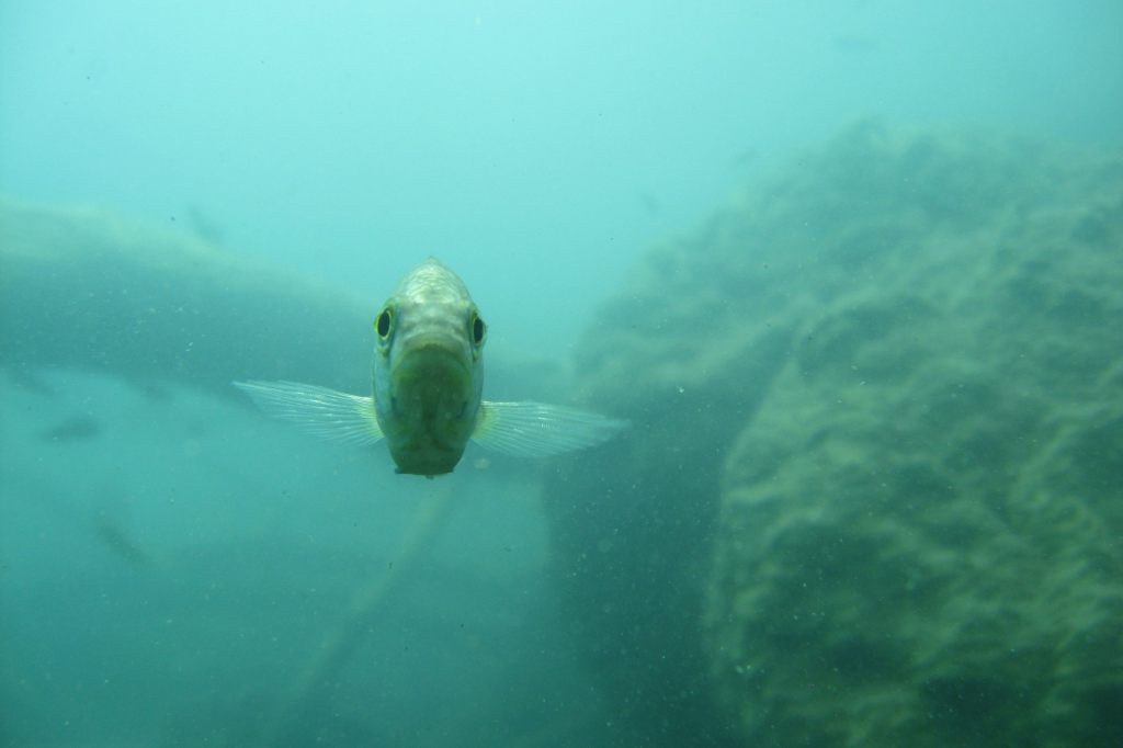 Mit Basler Beteiligung: Forscher lüften Geheimnis um Explosion der Biodiversität im Viktoriasee