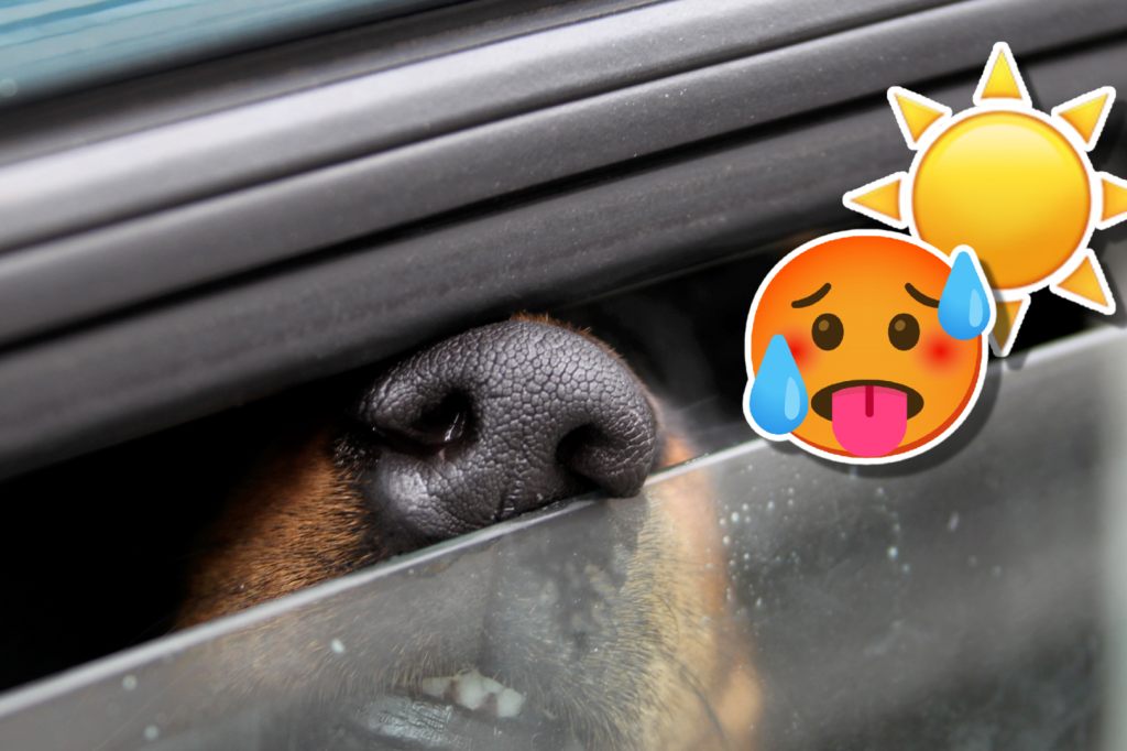 Hund im Auto vergessen – 83-Jährige wegen Tierquälerei verurteilt