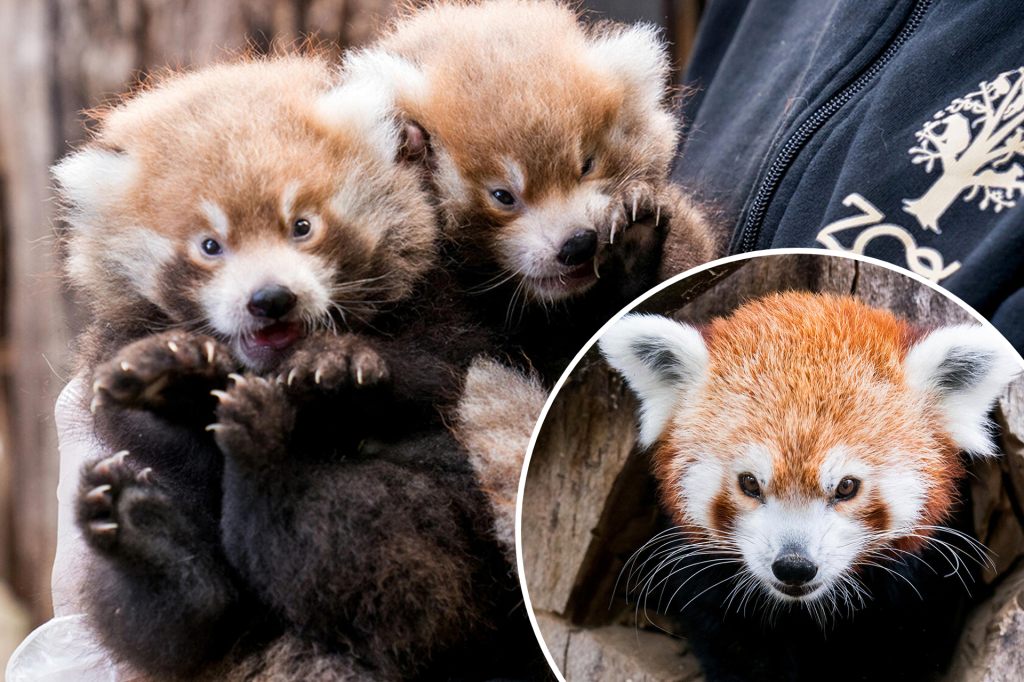 In der Nähe von Basel gibt's zwei süsse Rote Panda-Babys zu sehen