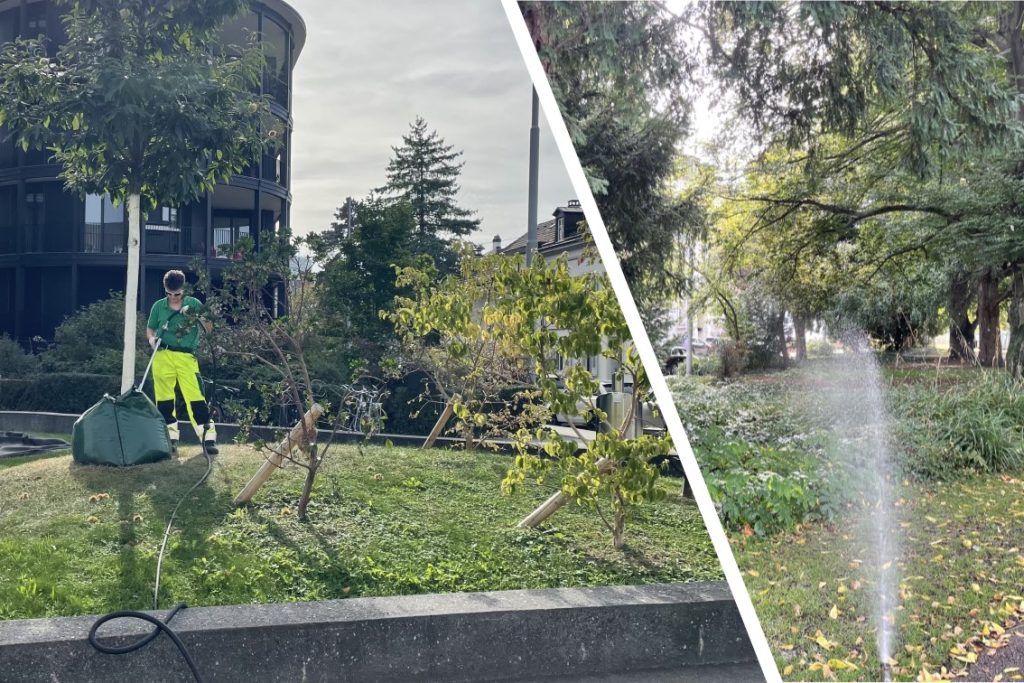 In diesem Jahr gibt&#8217;s wohl keine bunten Herbstbäume