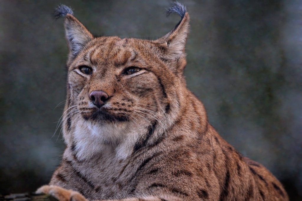 Der Luchs ist zurück im Tierpark Lange Erlen