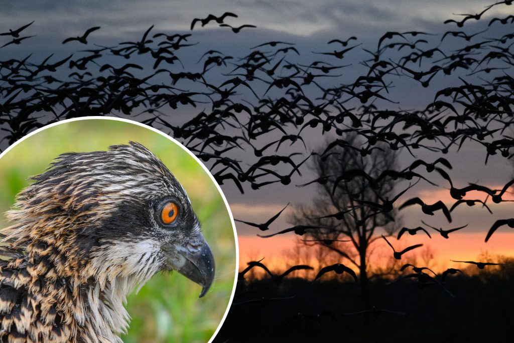 Vogelfreunde sichteten über 140&#8217;000 Zugvögel – am meisten wurden in Ettingen gezählt