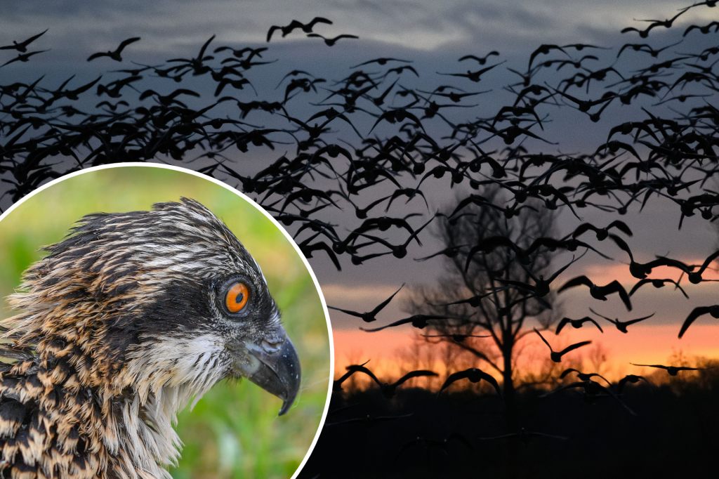 Vogelfreunde sichteten über 140’000 Zugvögel – am meisten wurden in Ettingen gezählt