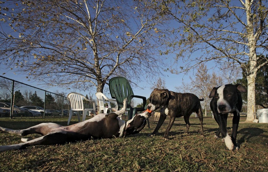 Wegen Rassen-Verbot: Mindestens 246 XL-Bully-Hunde werden getötet