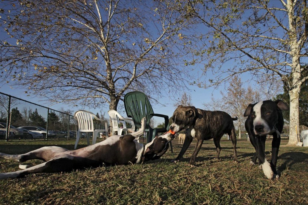 Wegen Rassen-Verbot: Mindestens 246 XL-Bully-Hunde werden getötet