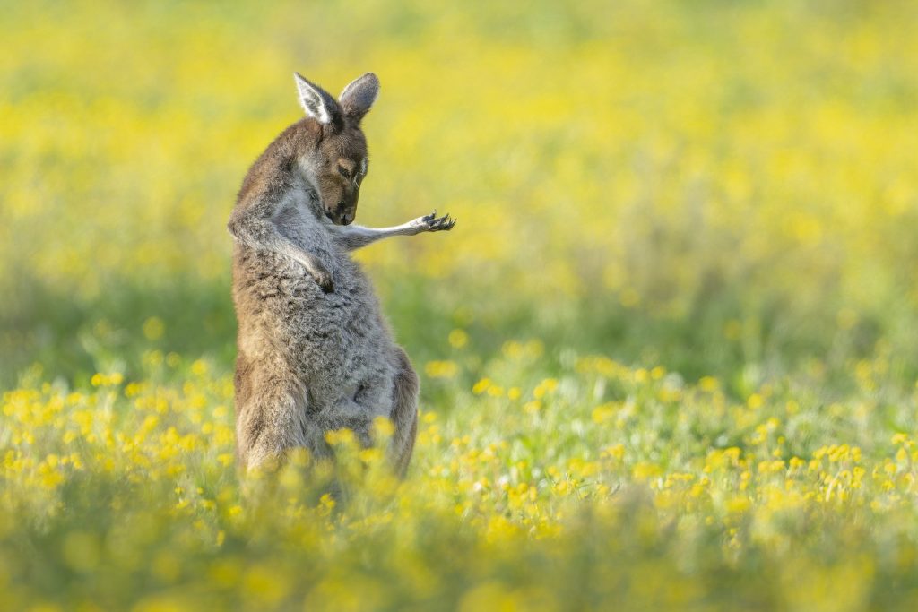 Das sind die witzigsten Tierfotos des Jahres