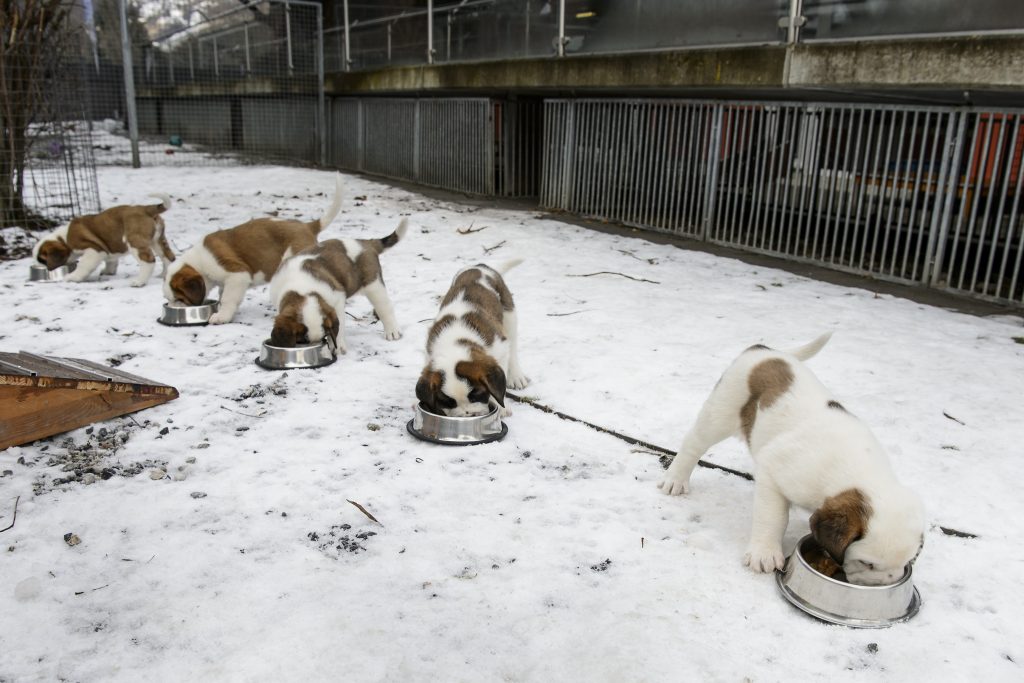 Bundesrat will Regeln für Import von Hundewelpen verschärfen