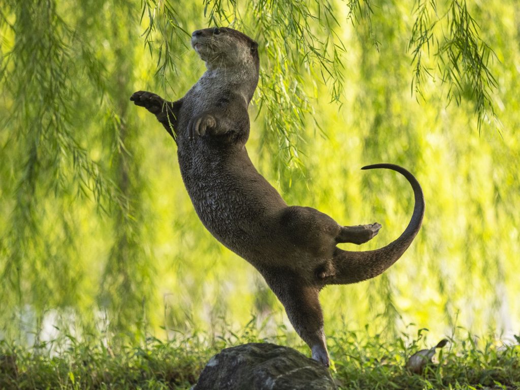 Das sind die witzigsten Tierfotos des Jahres