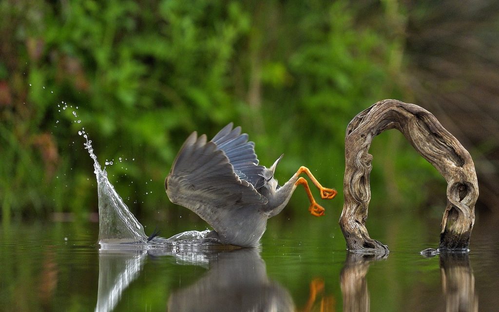 Das sind die witzigsten Tierfotos des Jahres