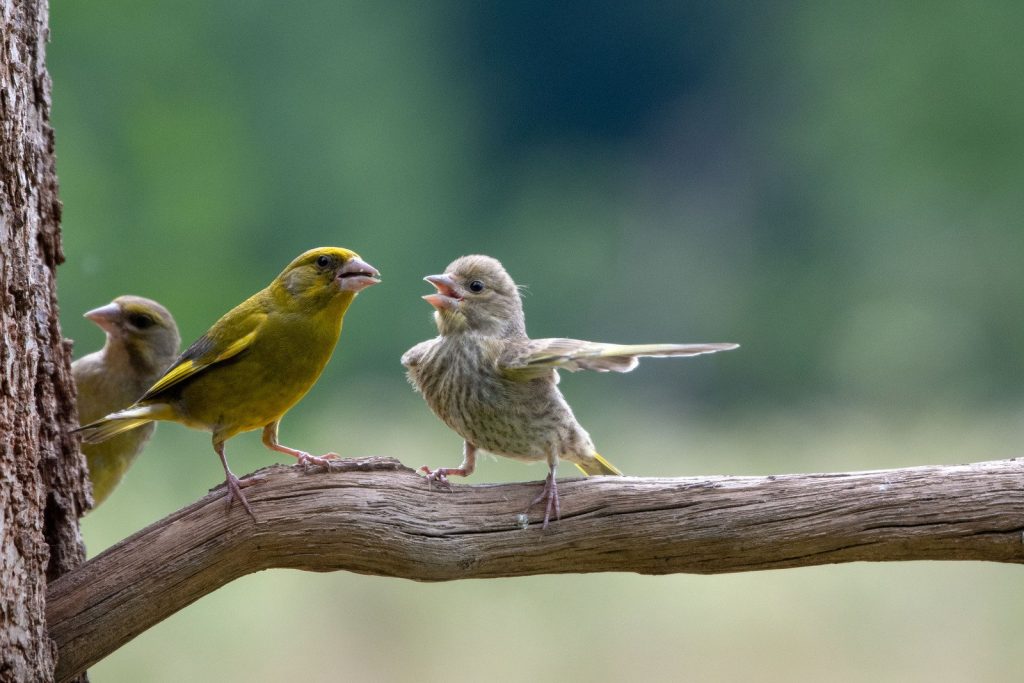 Das sind die witzigsten Tierfotos des Jahres