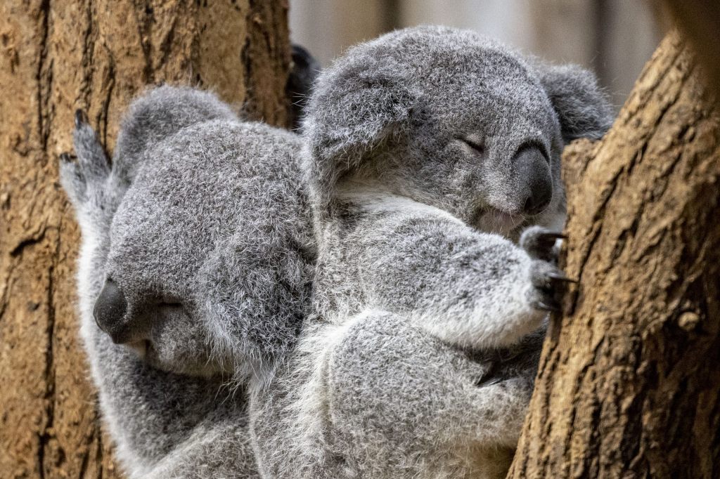 Australische Firma wegen Dutzender toter Koalas verurteilt