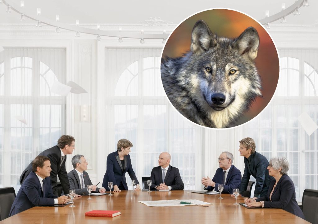 Bundesrat erntet Kritik für geplanten Abschuss von Wolfsrudeln