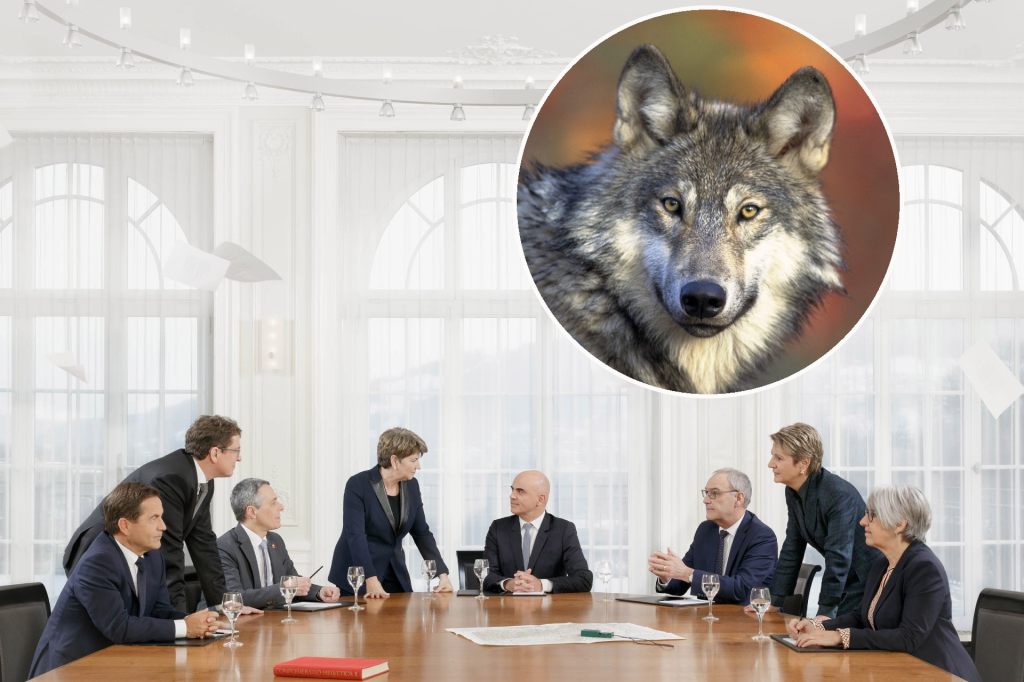 Bundesrat erntet Kritik für geplanten Abschuss von Wolfsrudeln