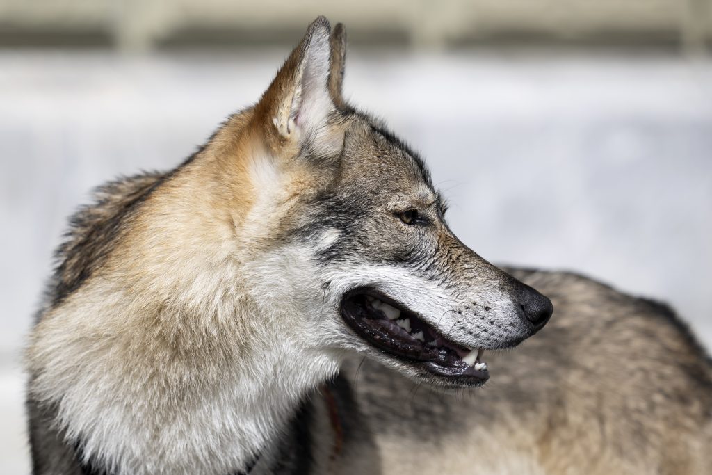 Wölfe dürfen präventiv geschossen werden