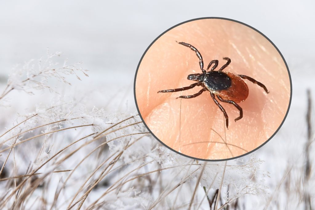 Schlechte News: Jetzt kommen die Zecken auch im Winter