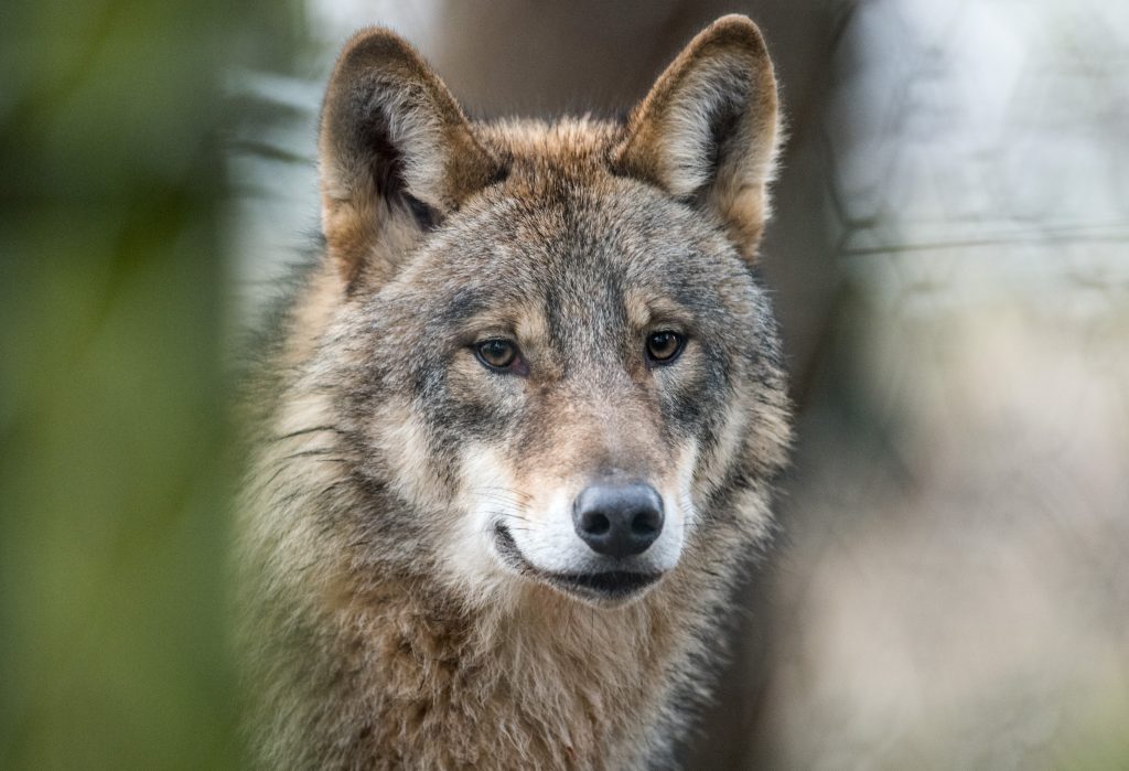 Zwölf Wolfsrudel zum Abschuss freigegeben