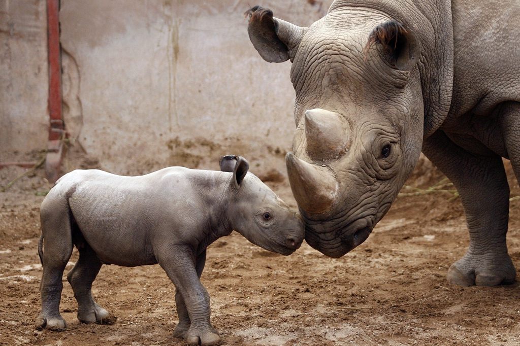 Tiergeburt gefilmt: Nashorn in englischem Zoo geboren