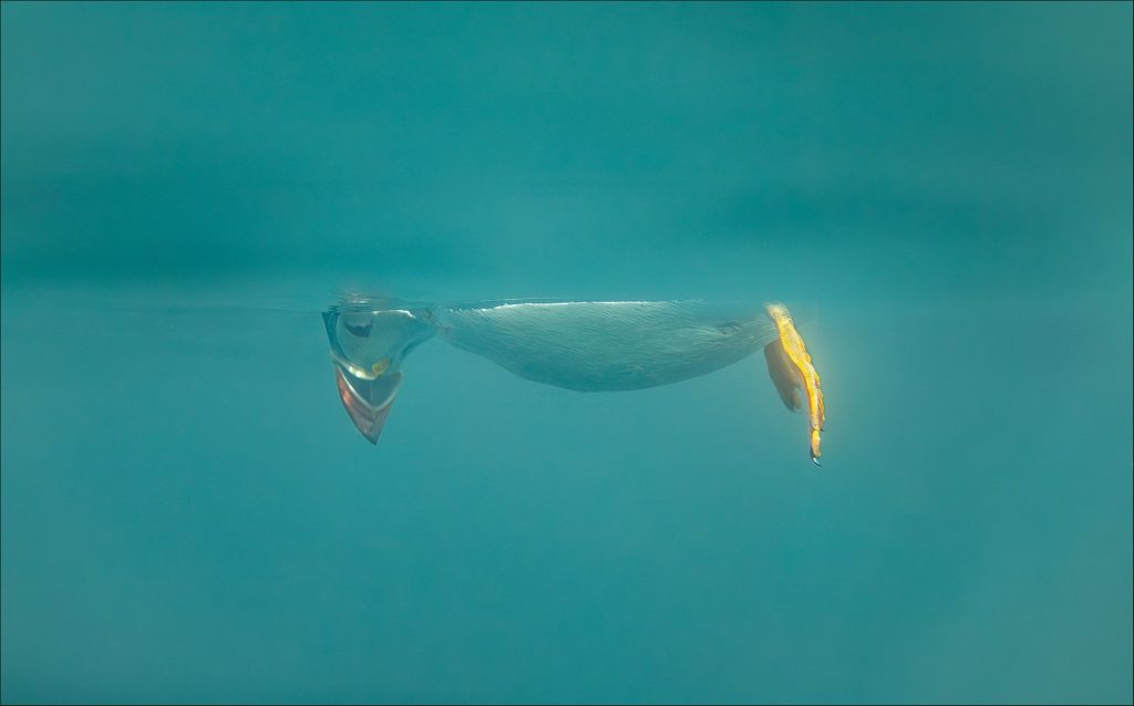Das sind die witzigsten Tierfotos des Jahres