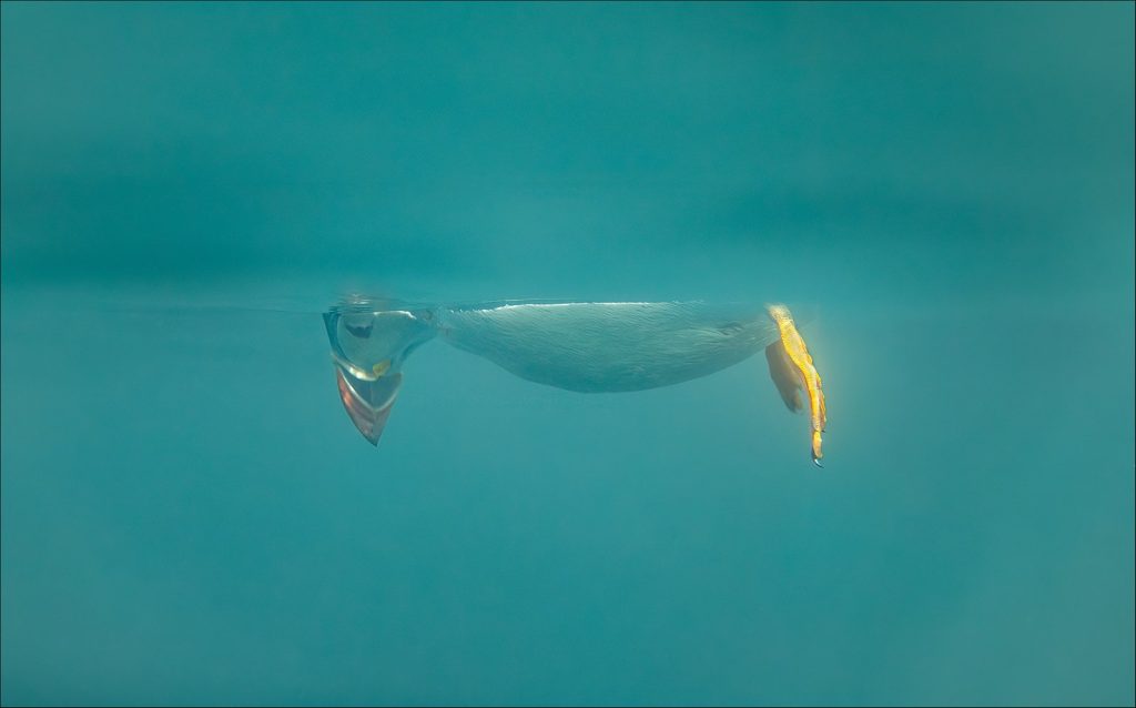 Das sind die witzigsten Tierfotos des Jahres