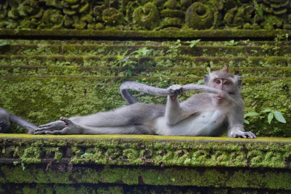 Das sind die witzigsten Tierfotos des Jahres