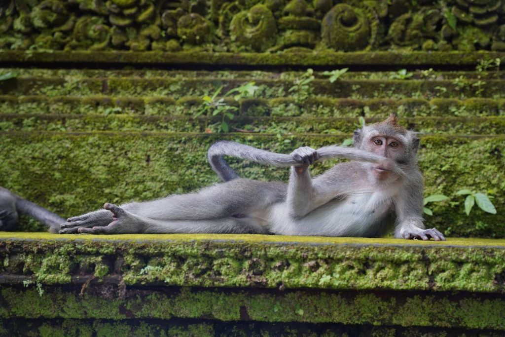 Das sind die witzigsten Tierfotos des Jahres