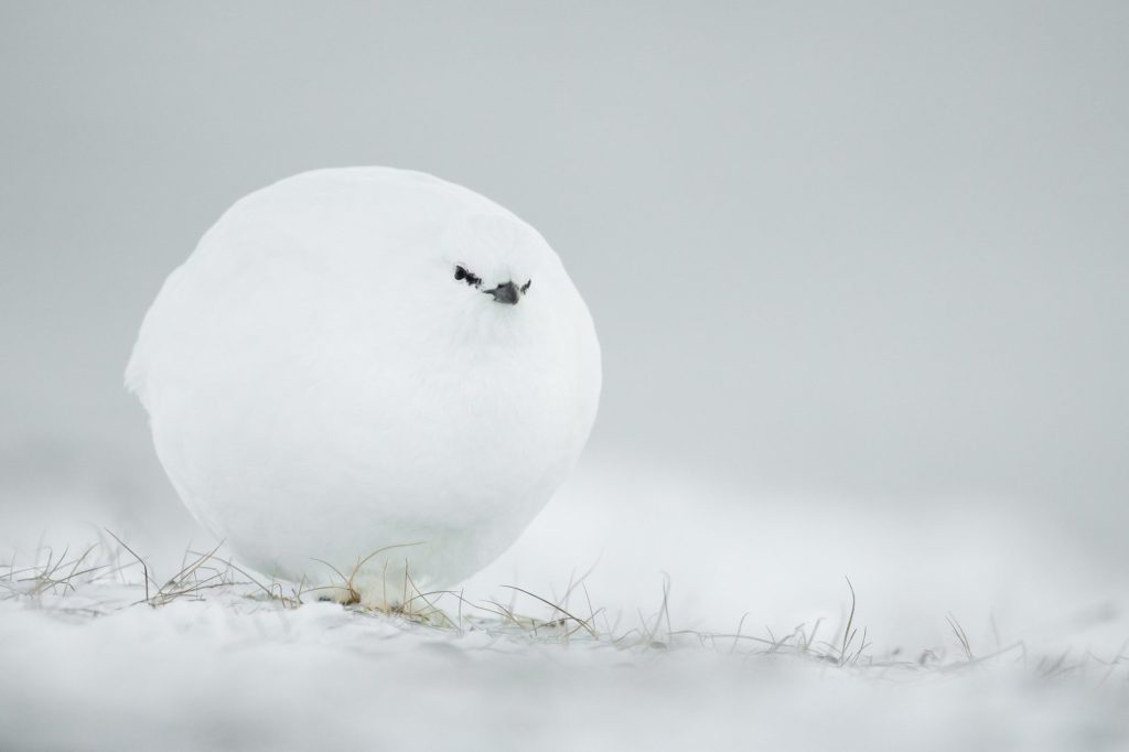 Das sind die witzigsten Tierfotos des Jahres