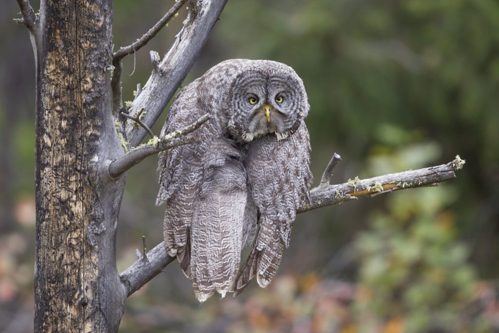 Das sind die witzigsten Tierfotos des Jahres