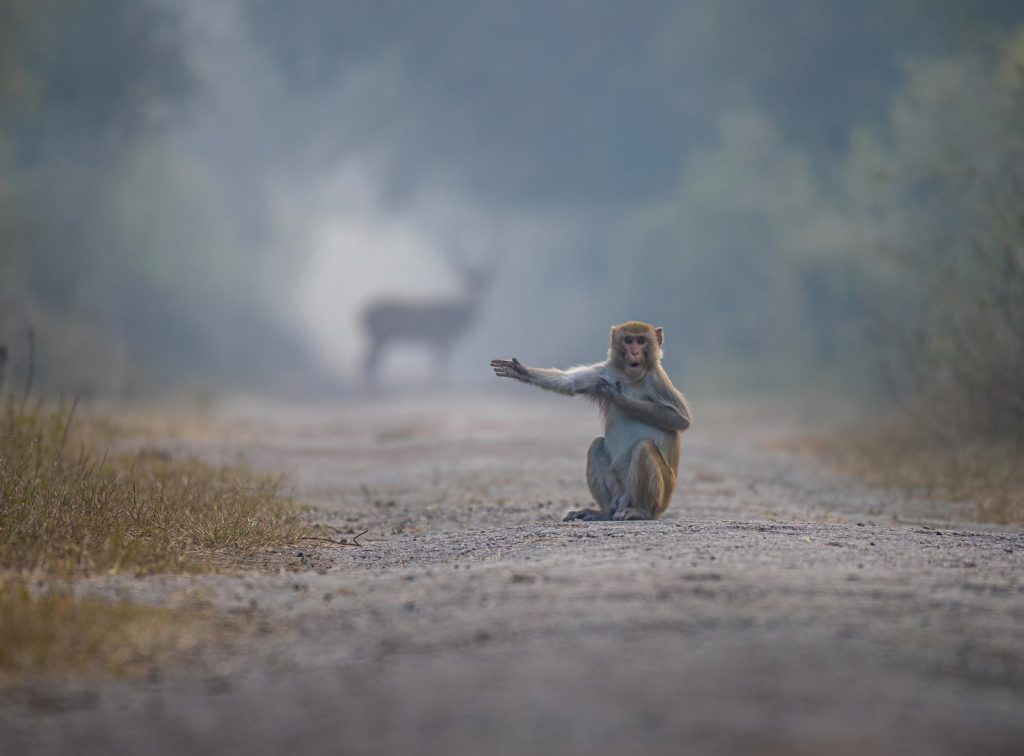 Das sind die witzigsten Tierfotos des Jahres