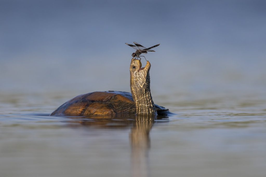 Das sind die witzigsten Tierfotos des Jahres