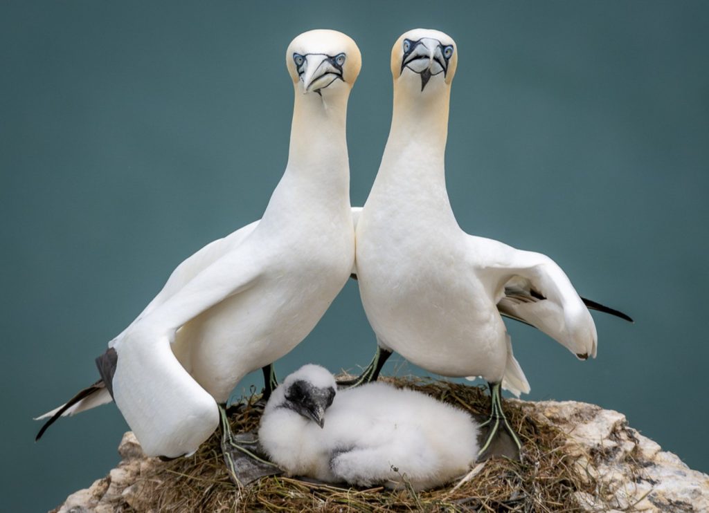 Das sind die witzigsten Tierfotos des Jahres