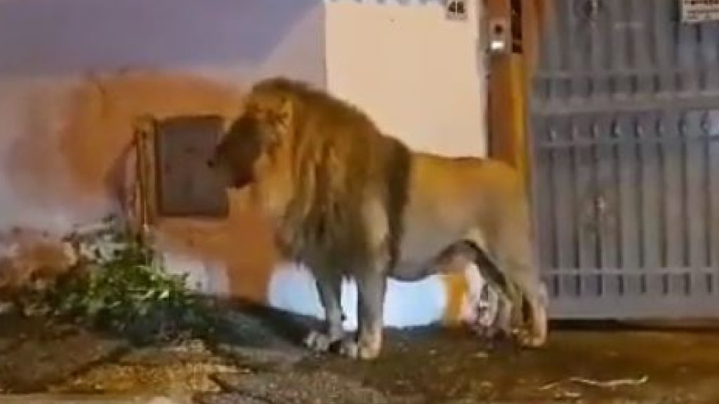 Dieses Mal war es kein Wildschwein: In Italien war der Löwe los
