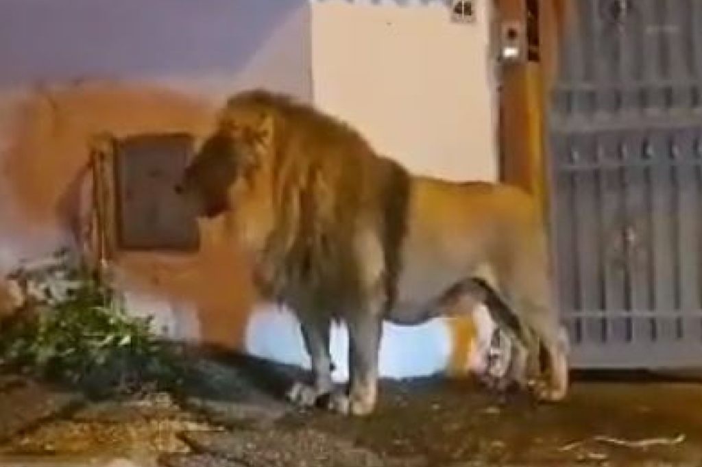 Dieses Mal war es kein Wildschwein: In Italien war der Löwe los