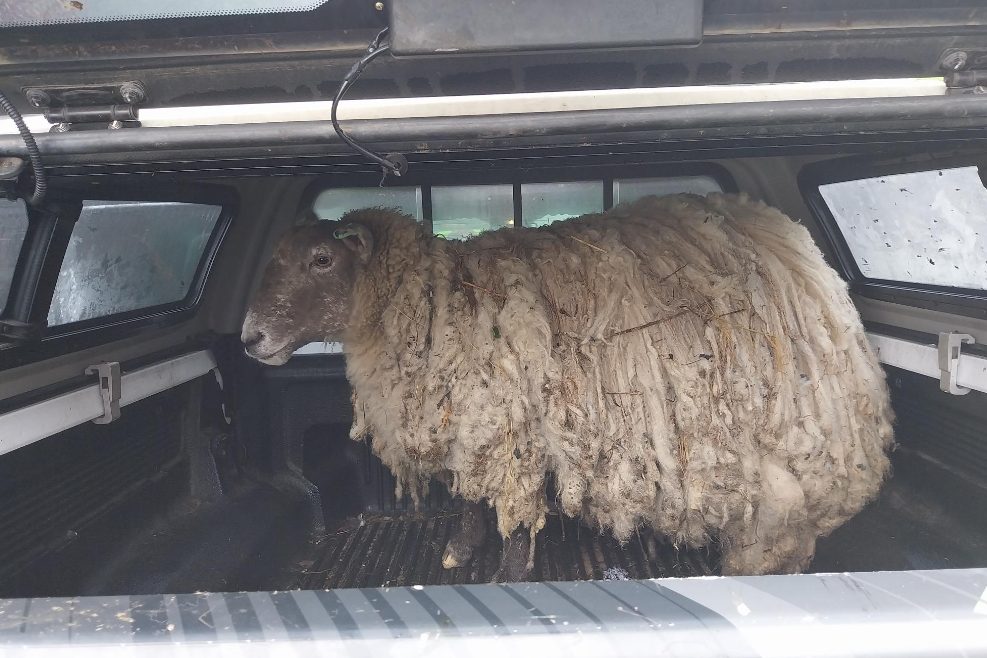 «Einsamstes Schaf Grossbritanniens» von Steilküste gerettet