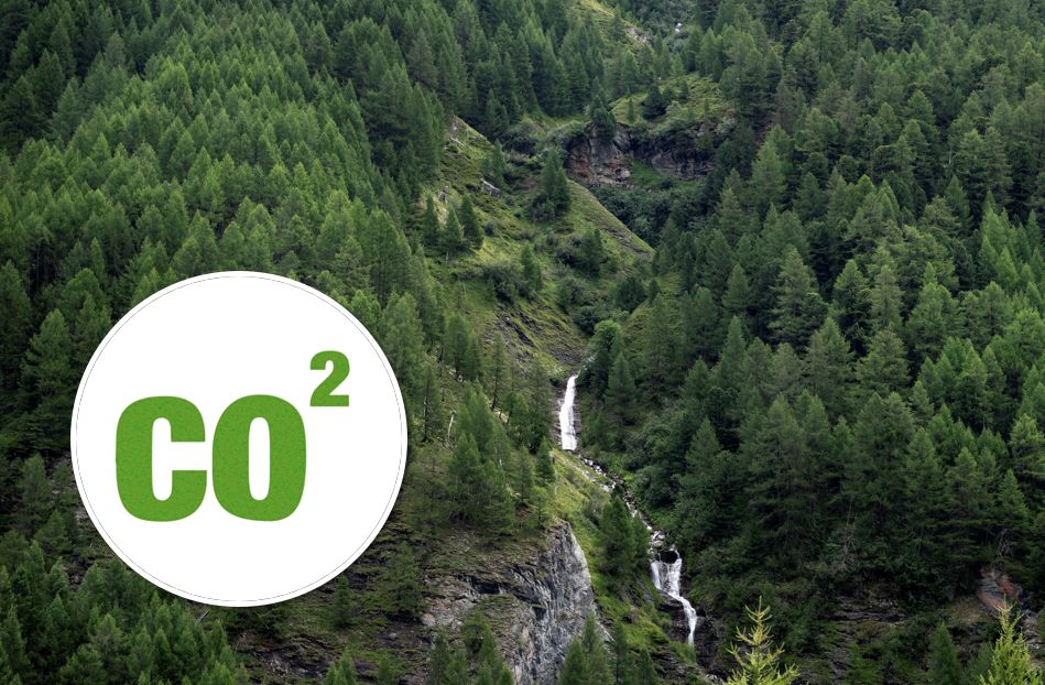 Wälder könnten deutlich mehr CO2 speichern