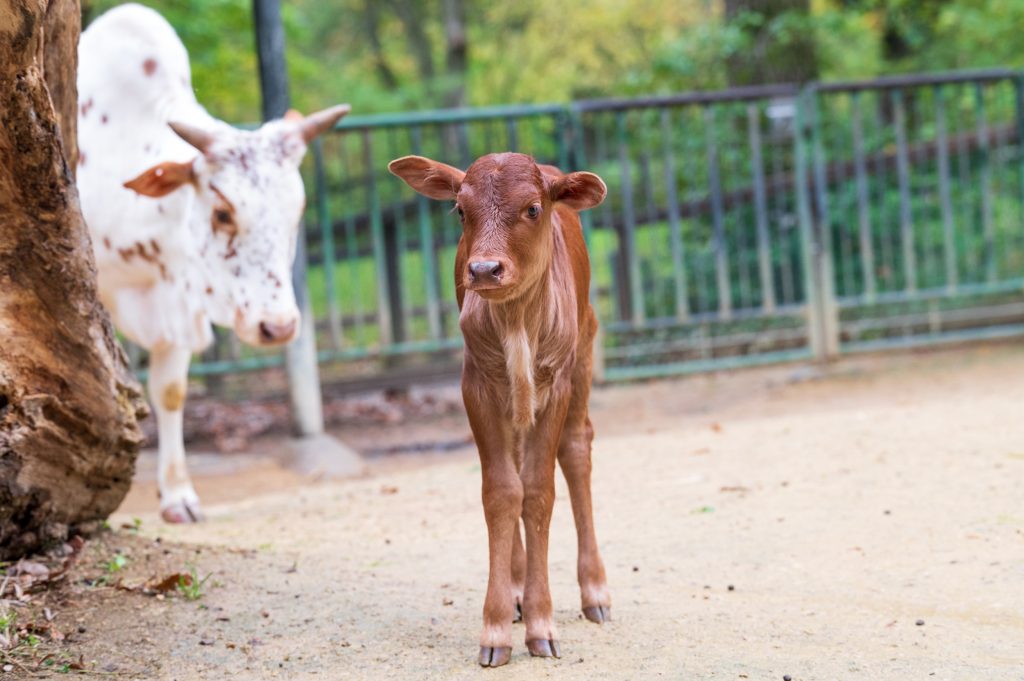 Ein junger Stier ist der neue Star im Kinderzolli