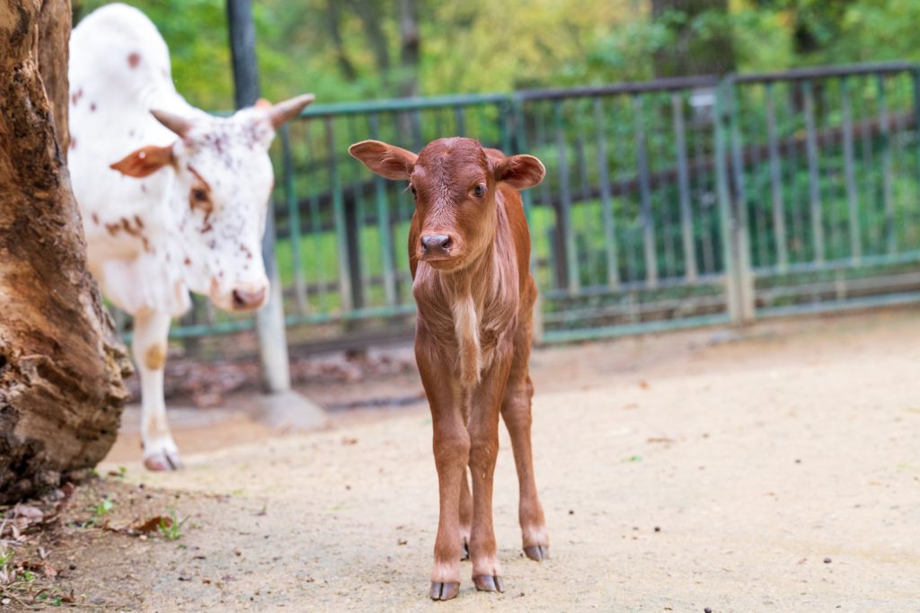 Ein junger Stier ist der neue Star im Kinderzolli