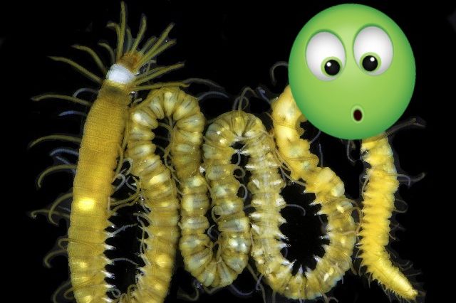 Unglaublich, aber wahr: Dieser Wurm denkt mit seinem Hintern