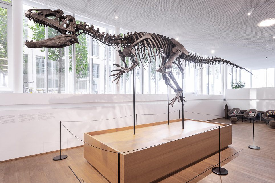 Der Allosaurus kommt: Bald kannst du diesen Dino im Museum bestaunen!
