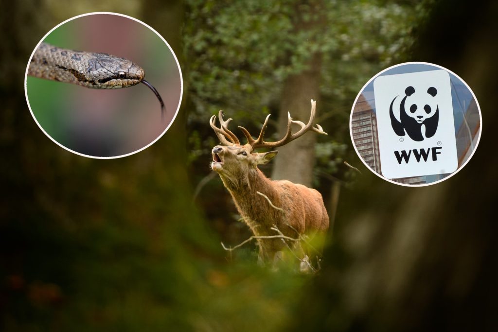 Vom Rothirsch zur Schlingnatter: WWF zieht durchwachsene Bilanz für 2023