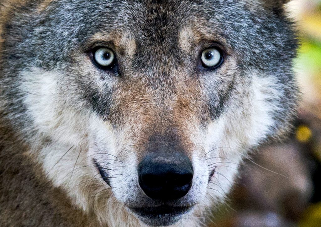 Jagd auf Wölfe gestoppt