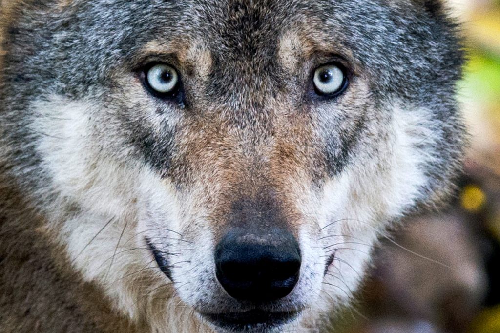 Jagd auf Wölfe gestoppt