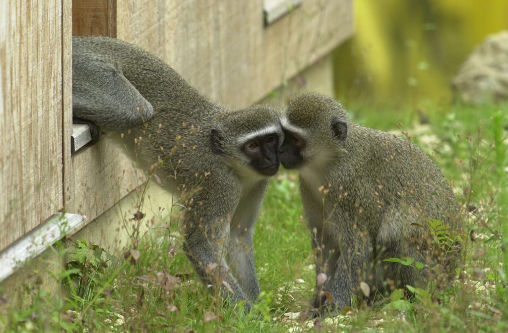 Kulturelle Unterschiede bei Meerkatzen