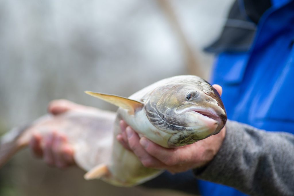 Atlantischer Lachs global als «gefährdet» eingestuft