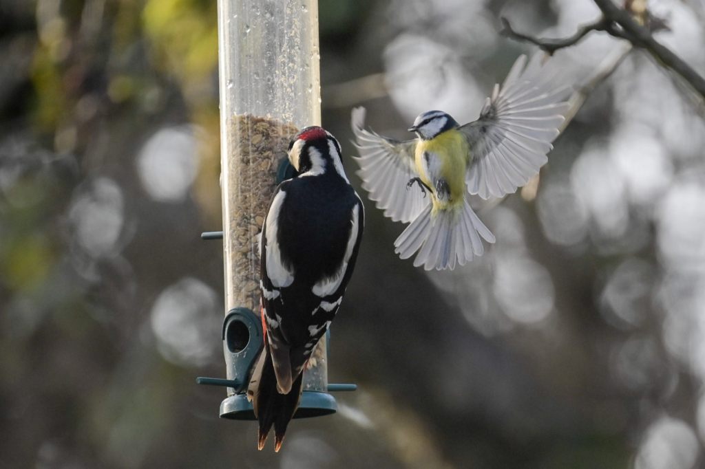 40 Prozent der heimischen Vogelarten vom Aussterben bedroht