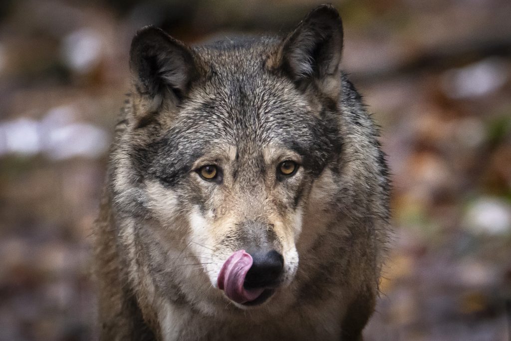Bauernverband kritisiert Einsprachen gegen die Wolfsjagd