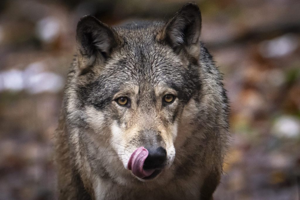 Bauernverband kritisiert Einsprachen gegen die Wolfsjagd