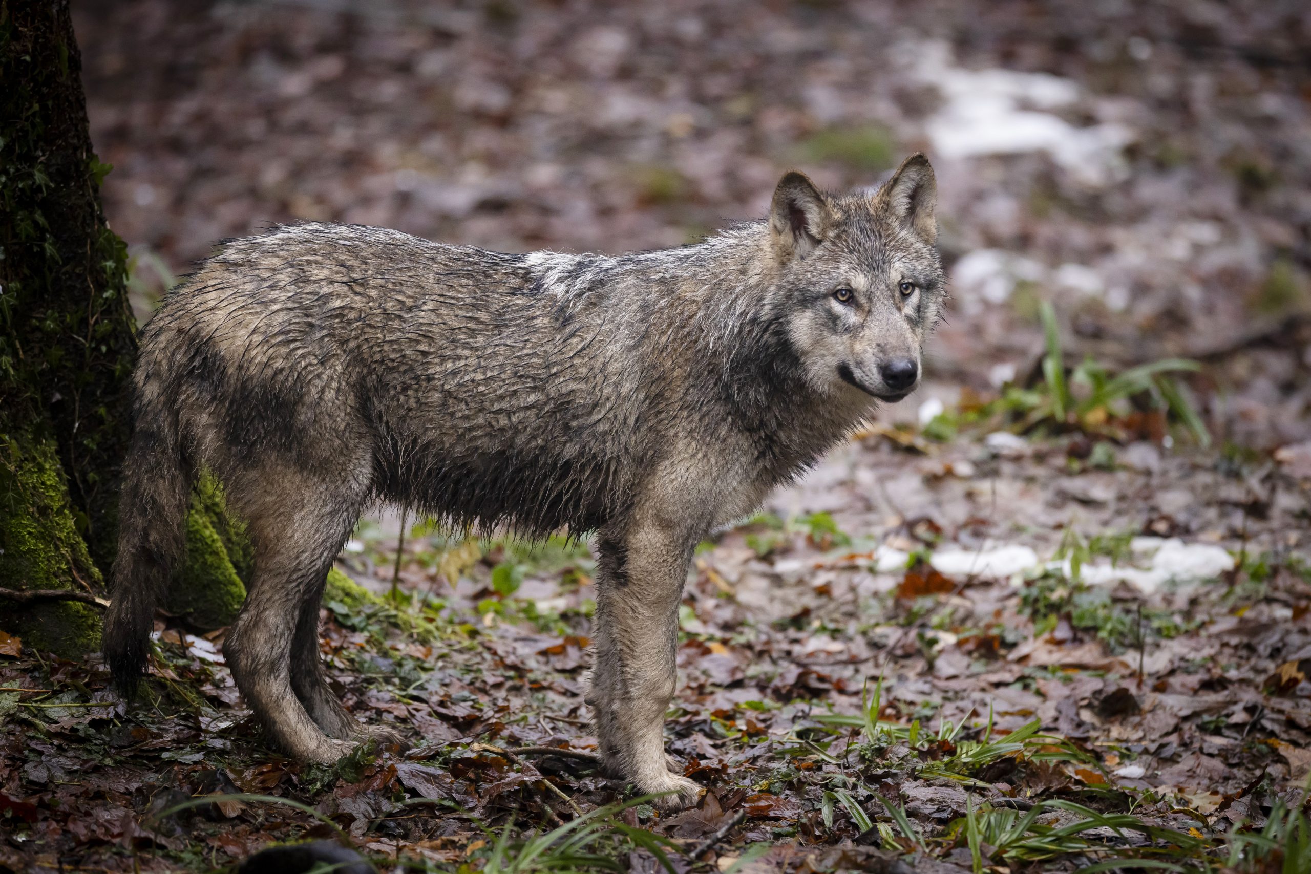 Bundesamt für Umwelt: Wölfe sollen wieder abgeschossen werden
