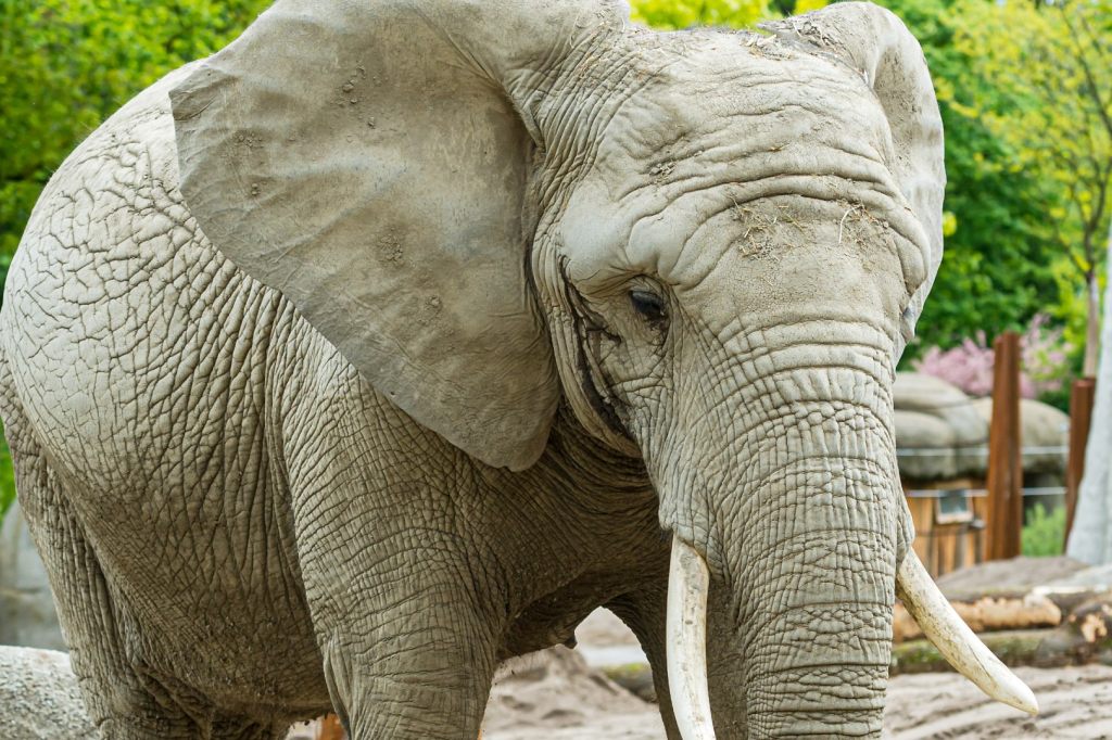 Schwere Vorwürfe nach Drama um Elefantengeburt: «Sie verkaufen es als Pech»